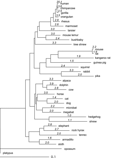 Predictors of Male Mutation Bias