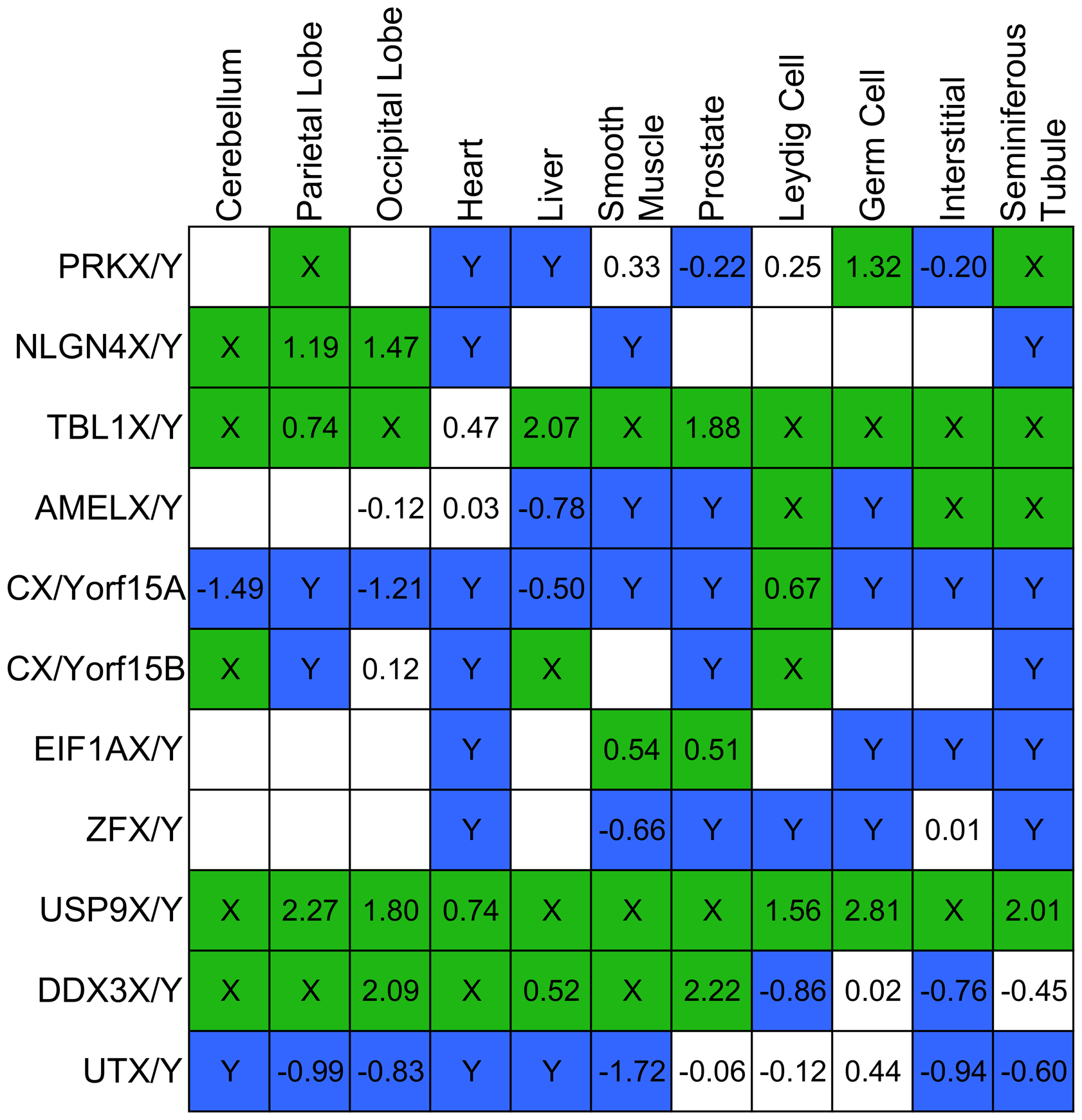 X-specific and Y-specific evolution