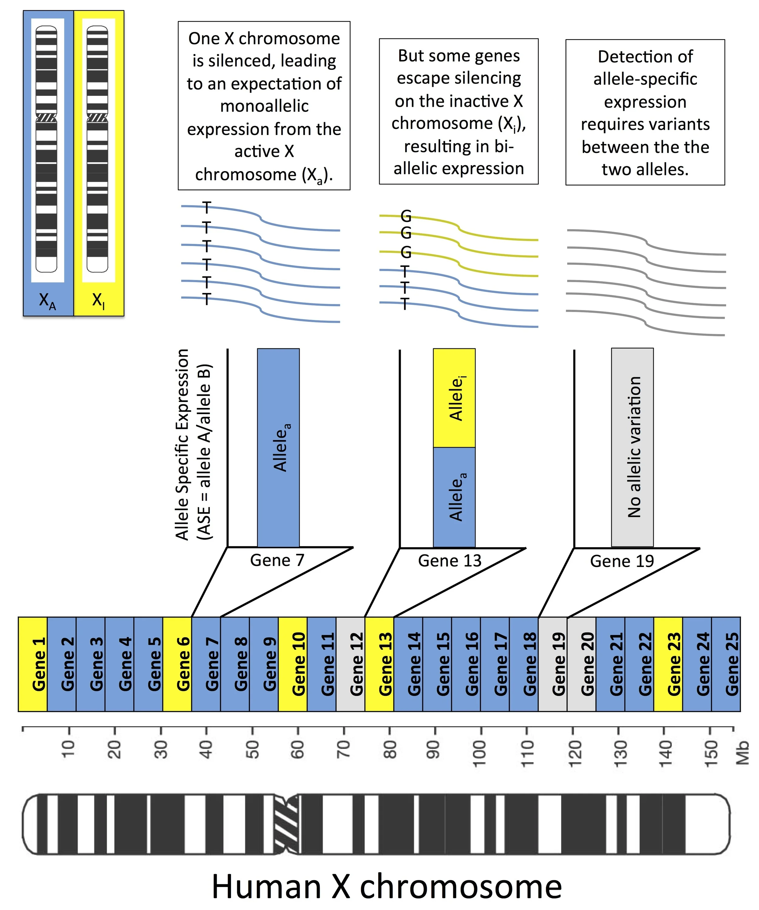 Biased Allele Expression