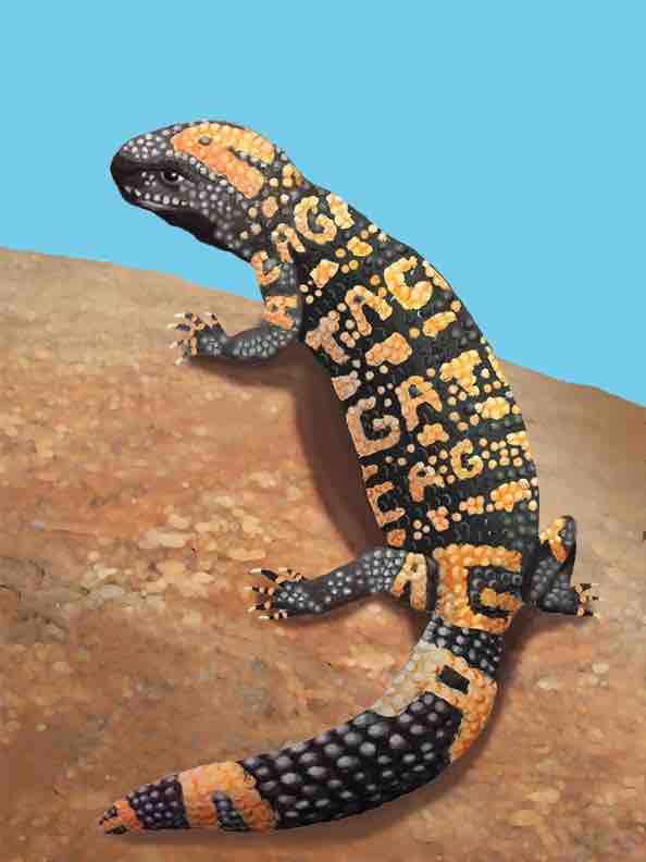 Gila monster genome!