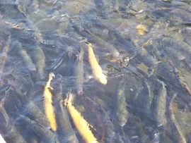 WV-surplus-trout.jpg