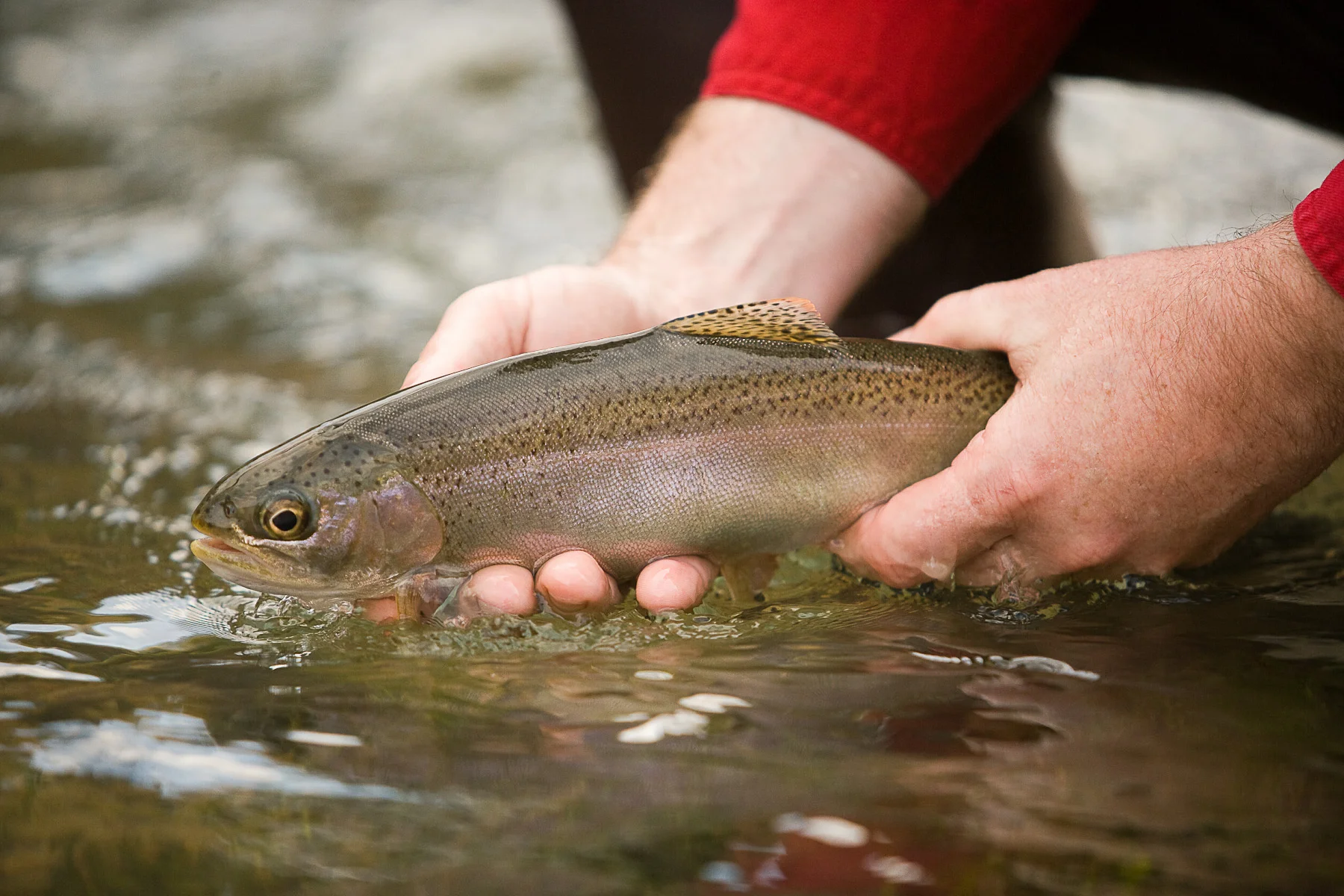 Trout Stocked In SE Missouri Lakes.jpg