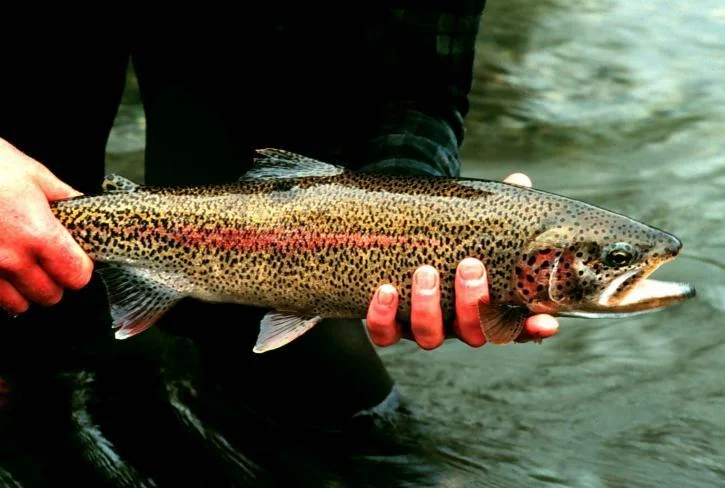 new trout regs on White & Norfork.jpg