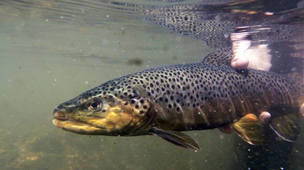 ar trout regs.jpg