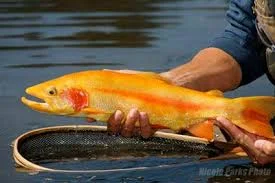 WV Trout (3).jpg