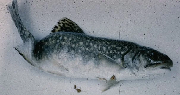 Deformed_Brook_Trout.jpg