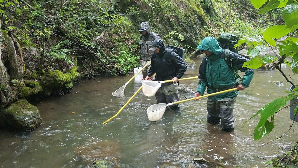 Virginia Brook Trout Relocation Project.jpg