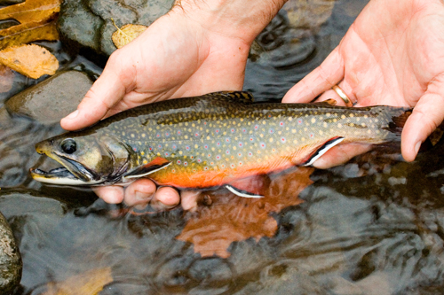 Trout Addiction A Gateway to Rivers & Streams.jpg