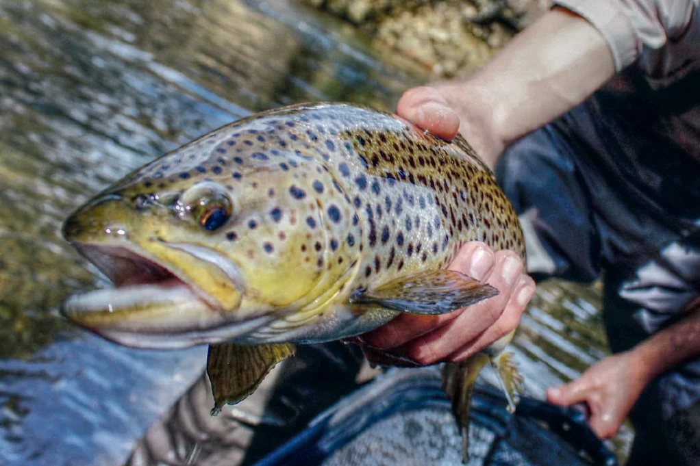 SC Protects It’s Brown Trout Fishery.jpg