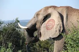 elephants.jpg