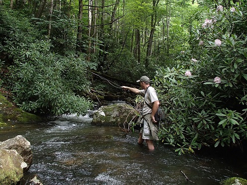 gA trout.jpg