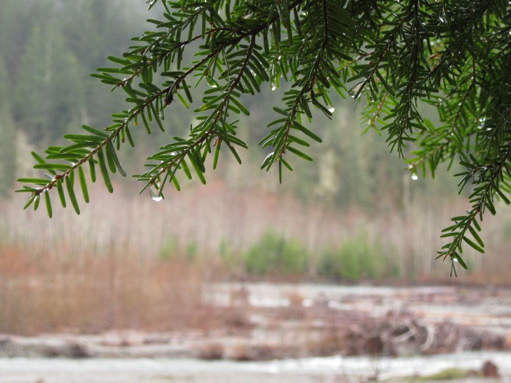 rain in the woods.png