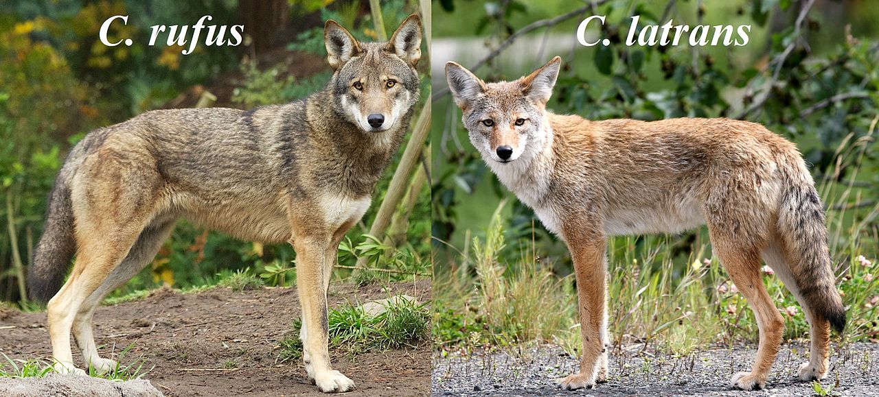 red wolf.jpg