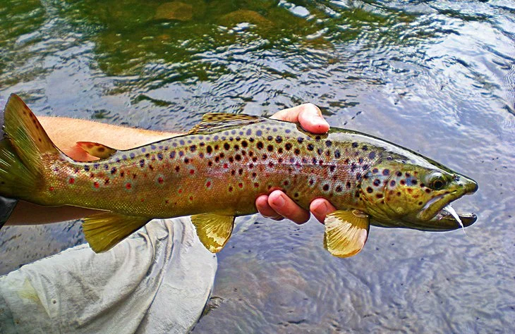 Tennessee Establishes 2019-20 Trout Regulations.jpg