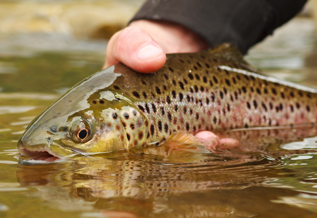 WV Pushes Back Delaying Trout Stocking To Improve Fishing.jpg