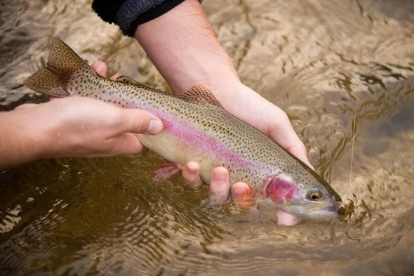 MO RAINBOW TROUT (WINTER STOCKING).jpg