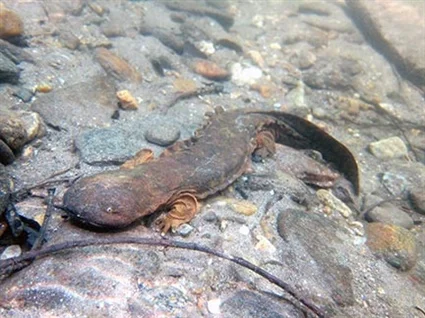 HELLBENDER.jpg