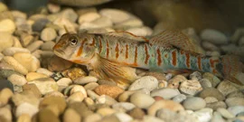 candy-darter.jpg