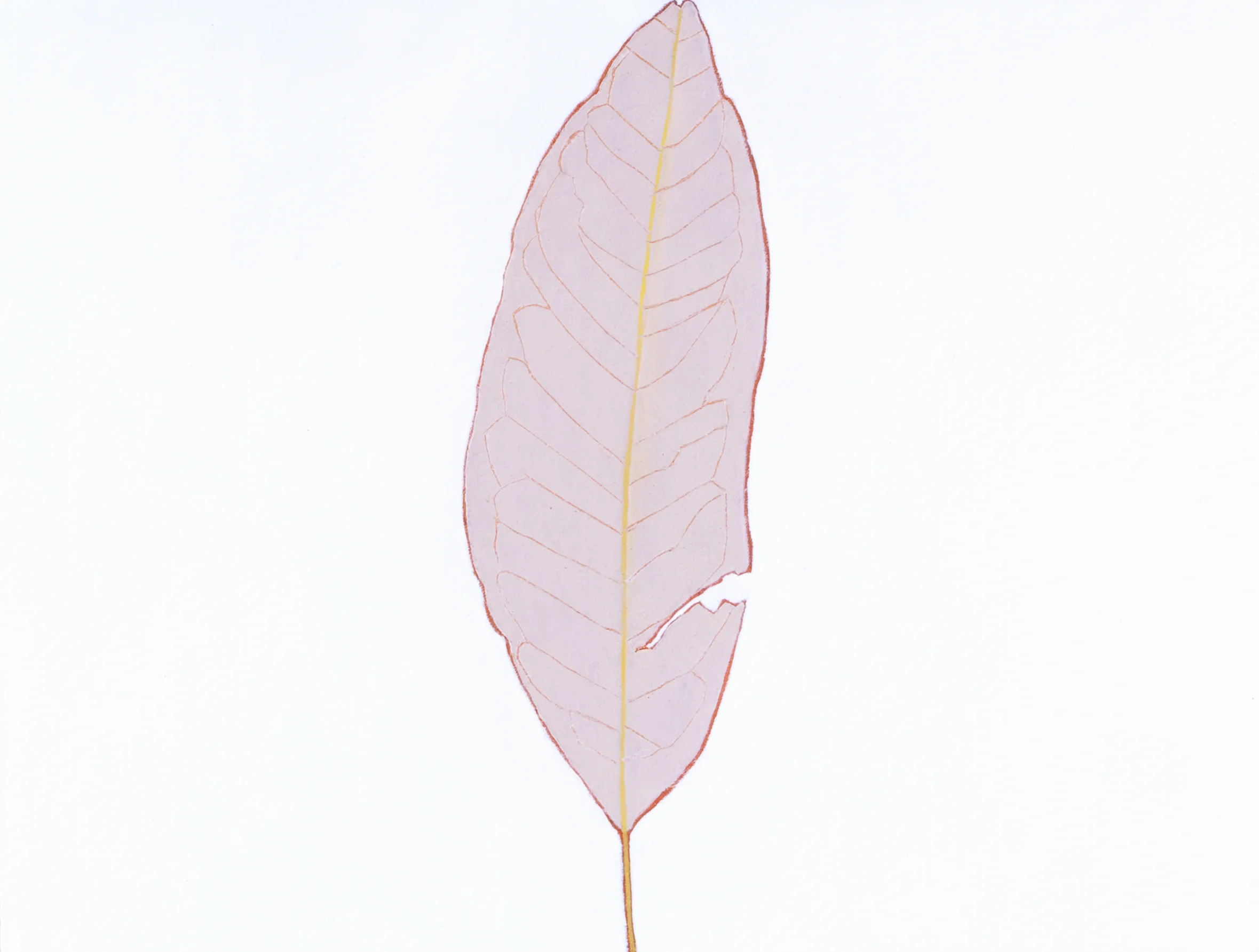 Sweet Bay Magnolia