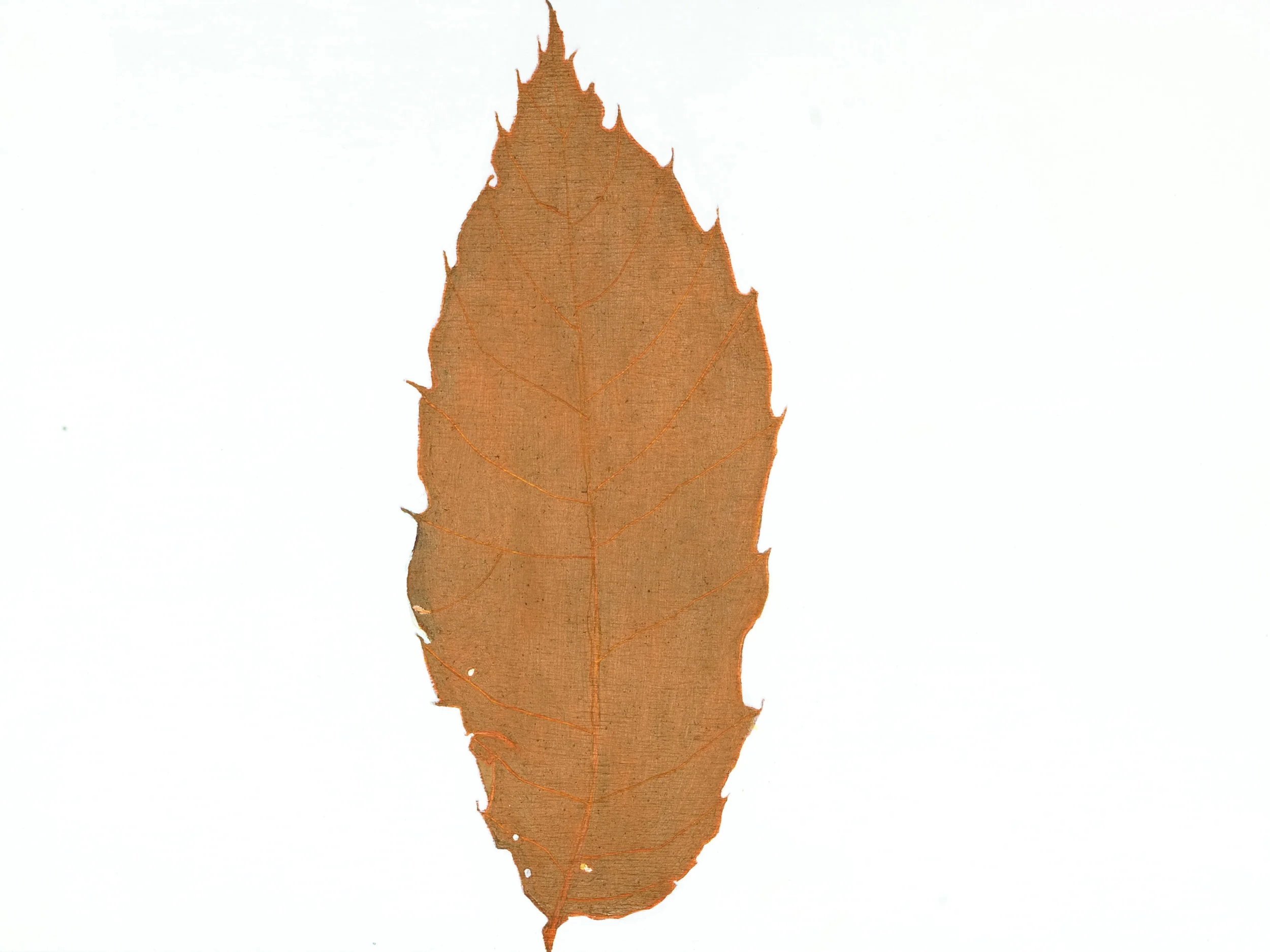 Chestnut