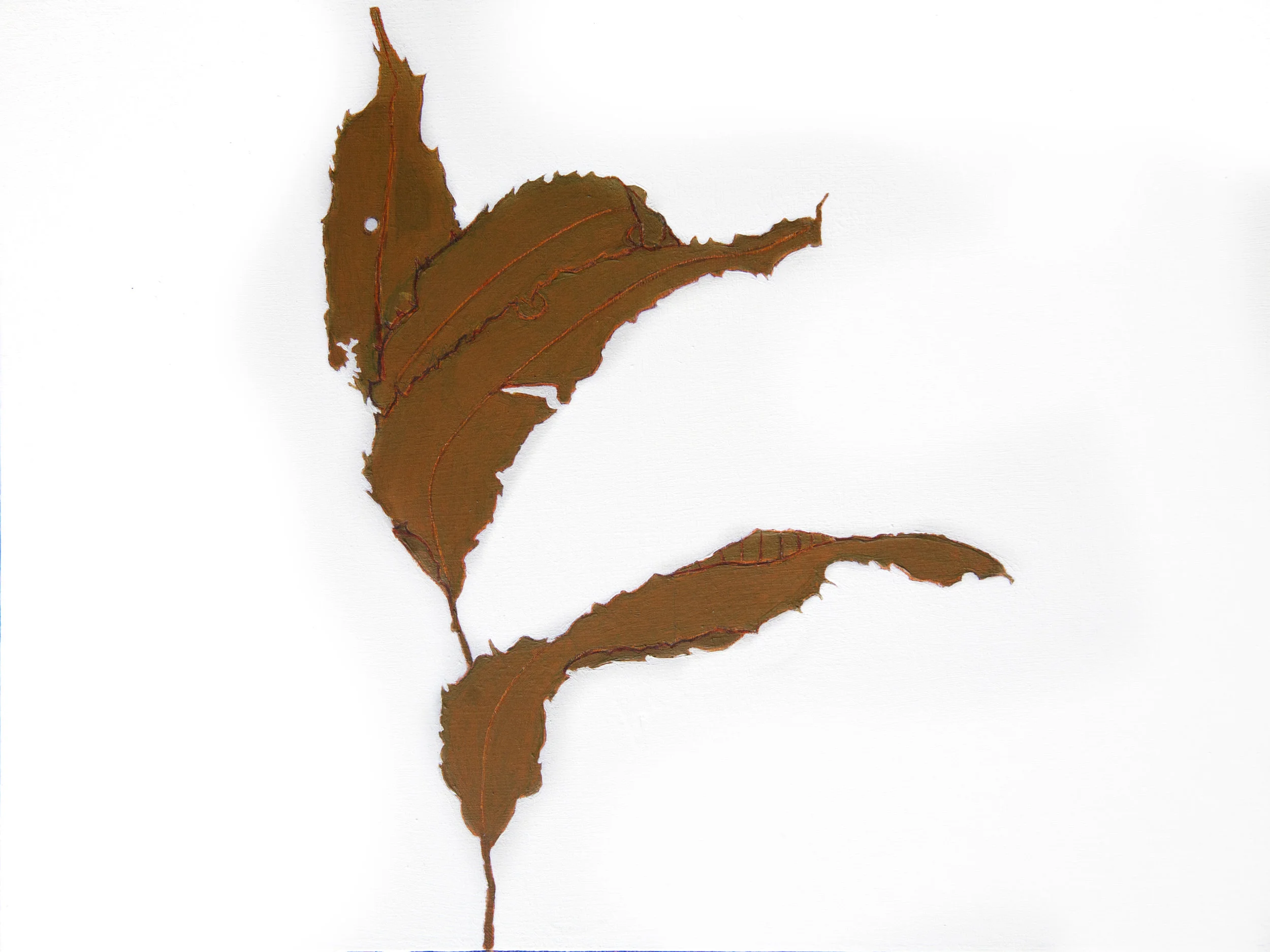 Pecan