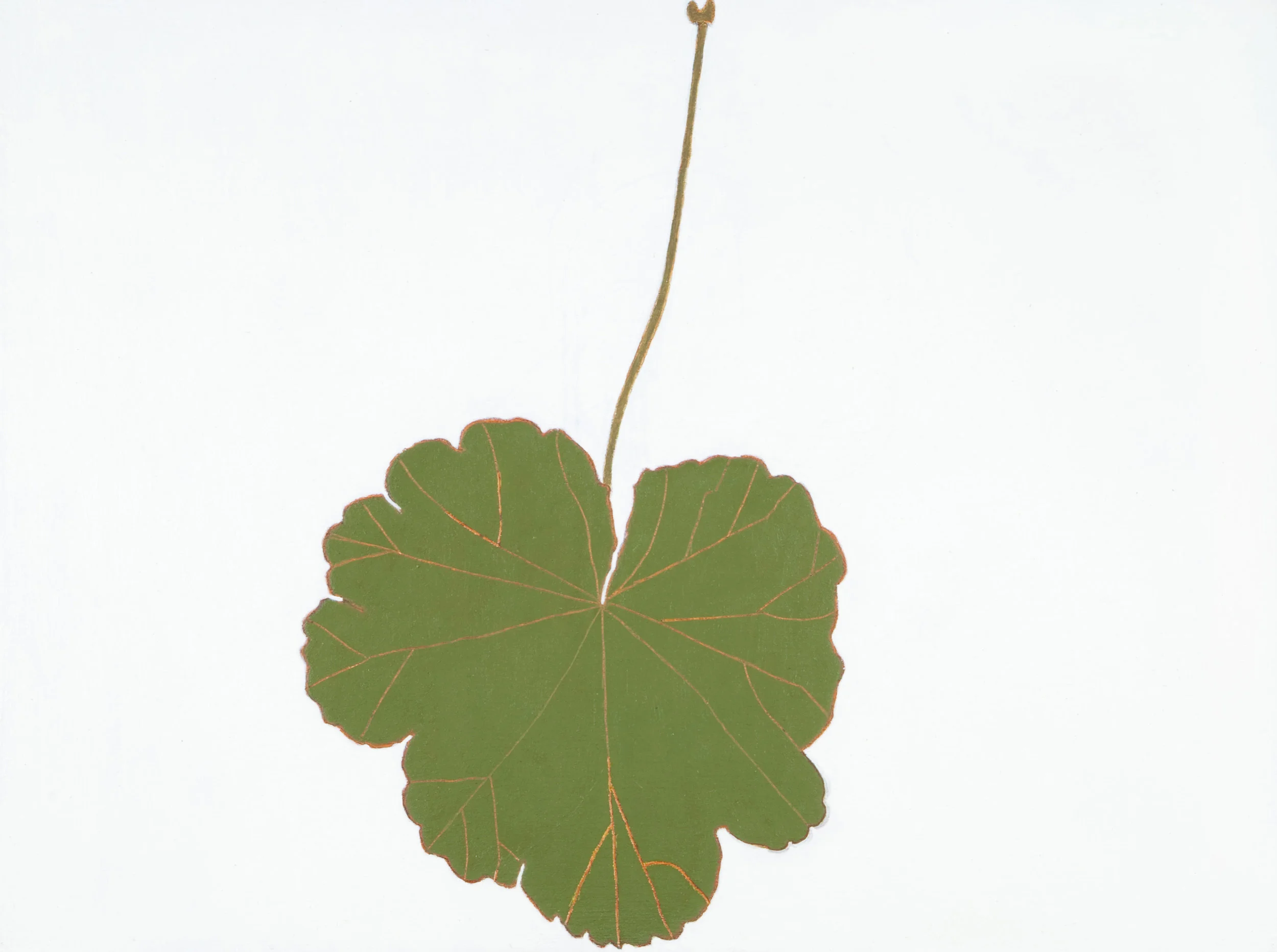 Geranium