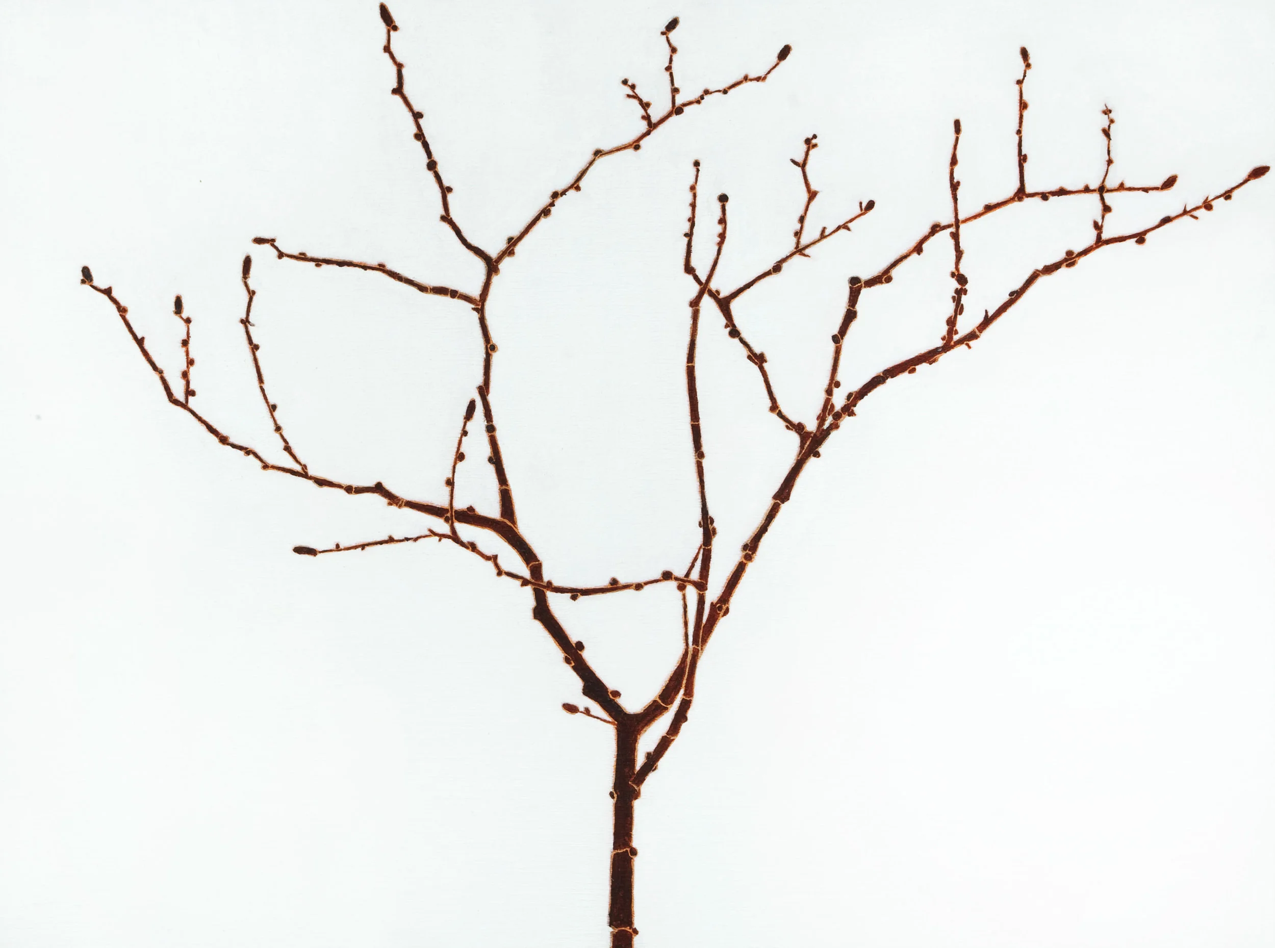 Bosque Elm