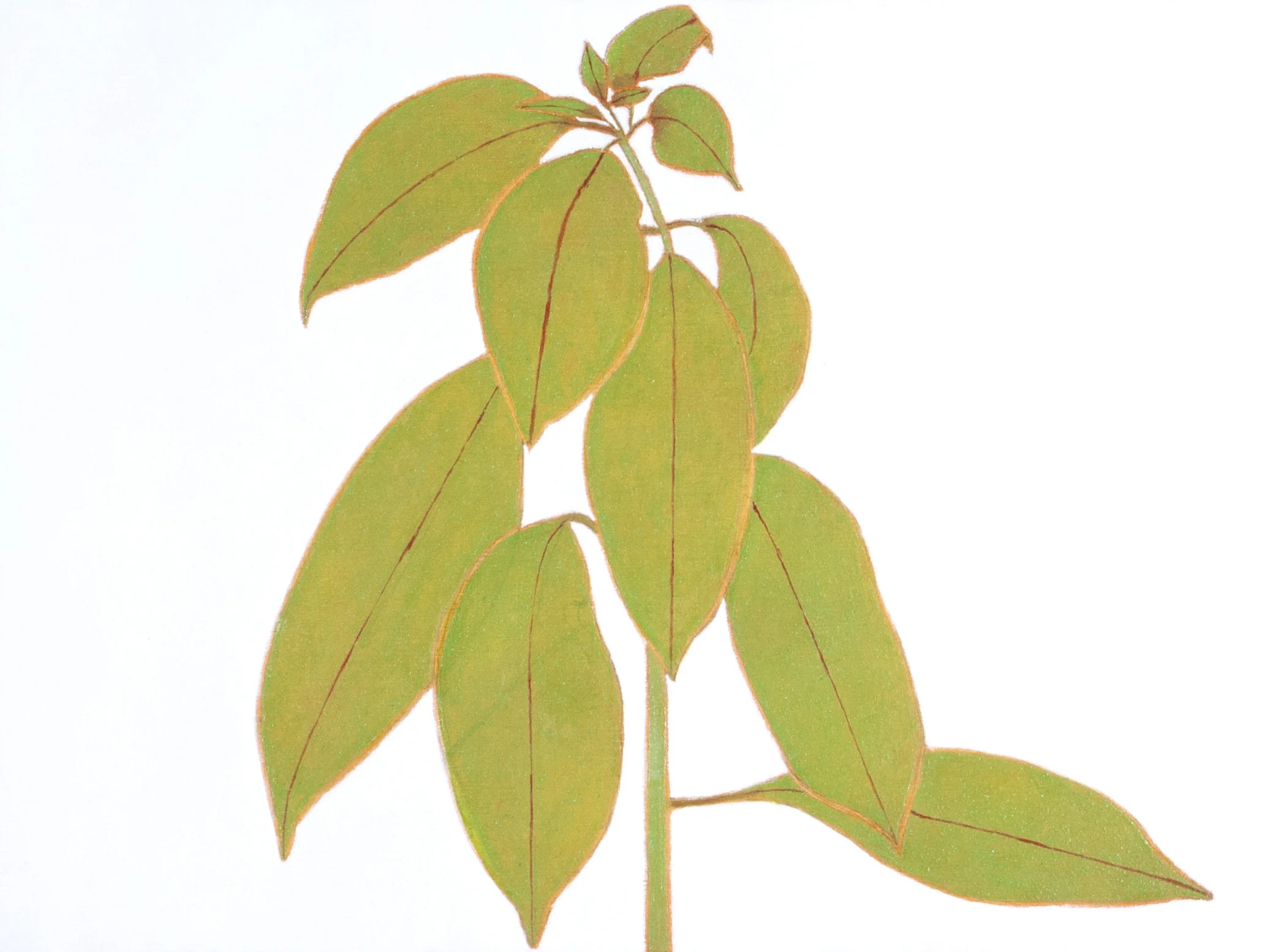 Mexican Fire Bush