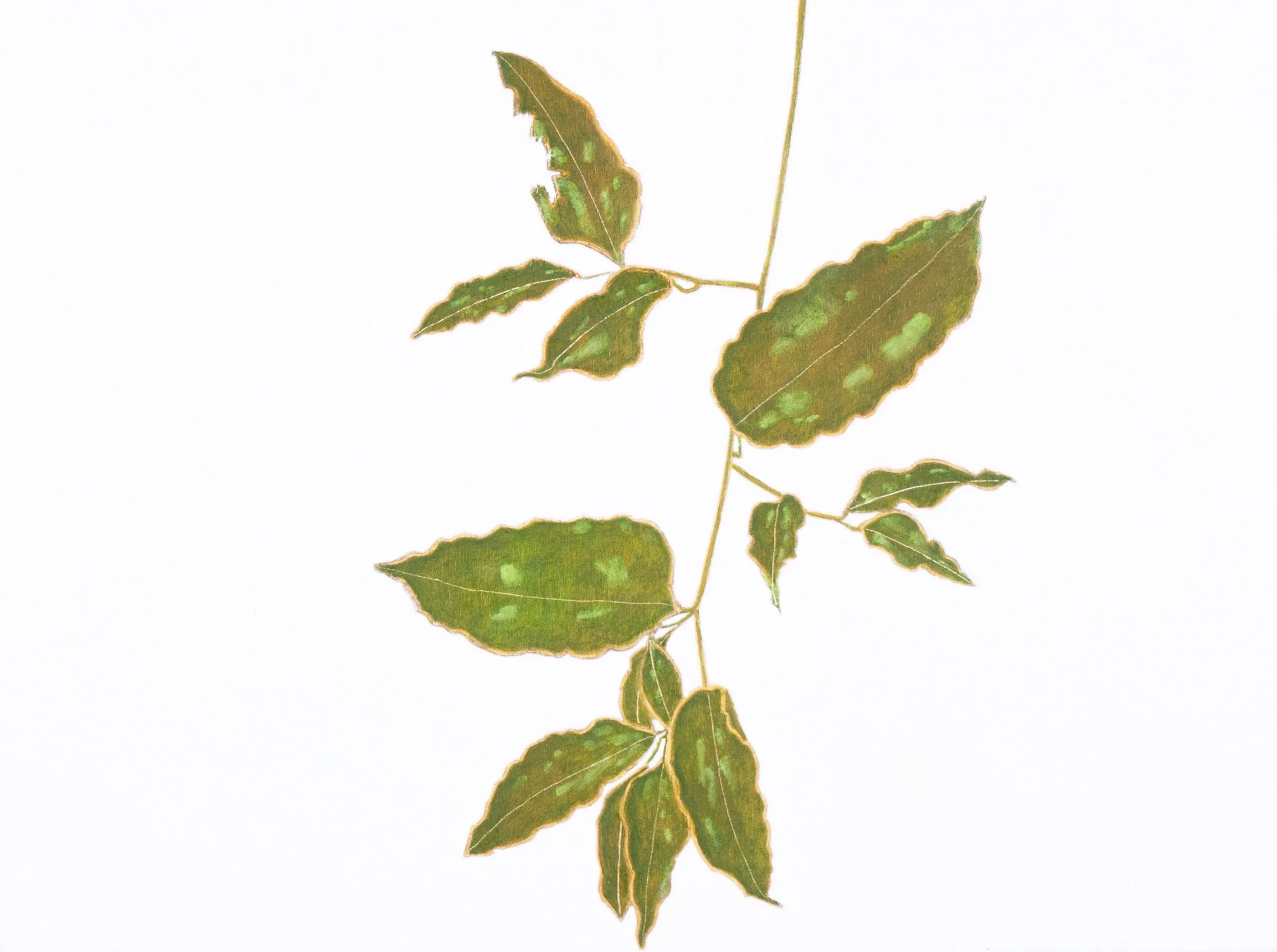 Sweet Autumn Clematis