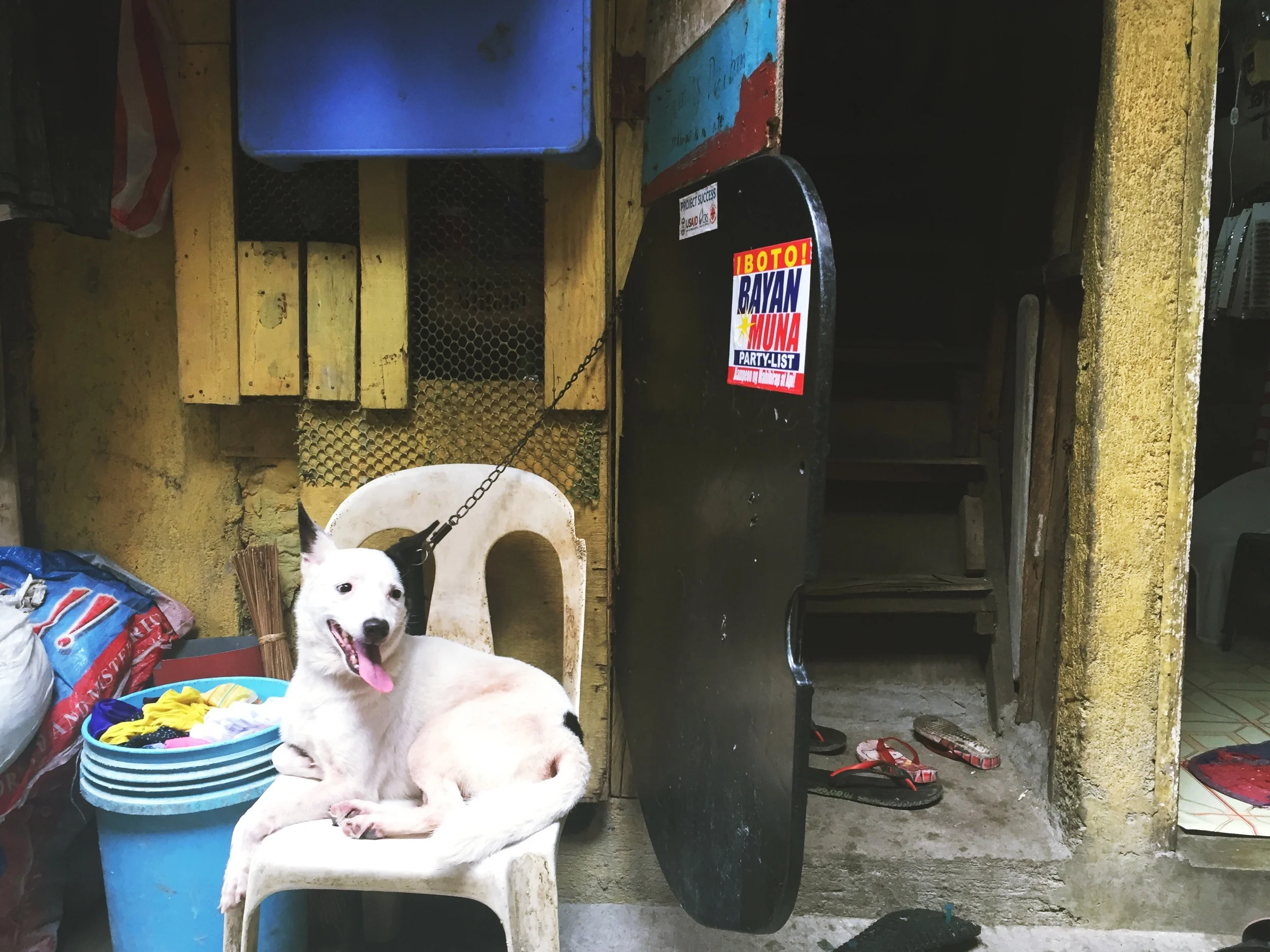 Navotas dogs...ugh.