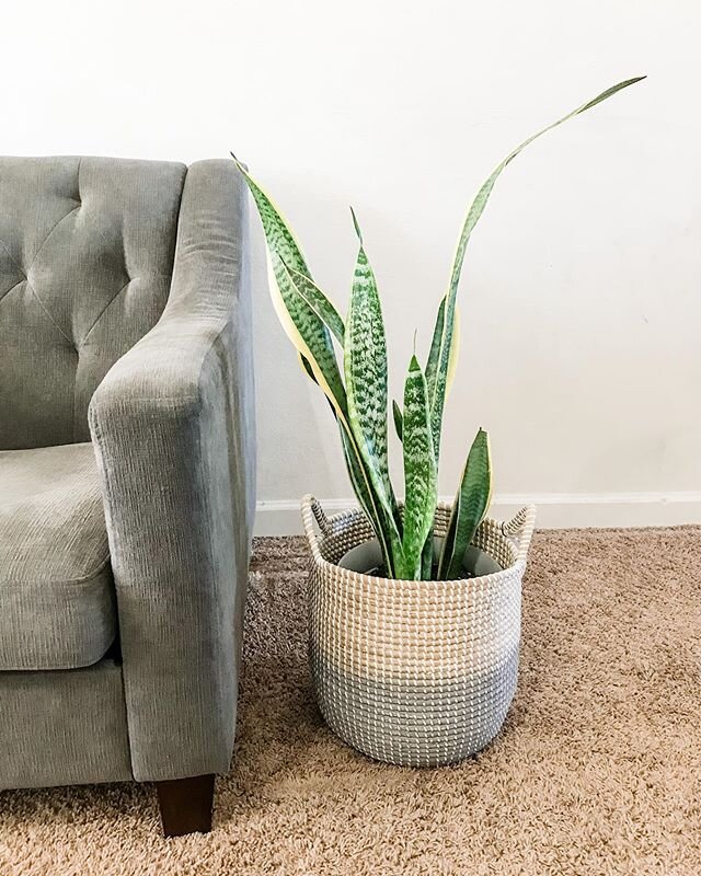 🌱 Trying to decide if I should start moving all of my plants away from the windowsills and put them around the house like so, or if I should keep them in the windowsills where they grow much faster &amp; happier?
.
They look so cute around my house.