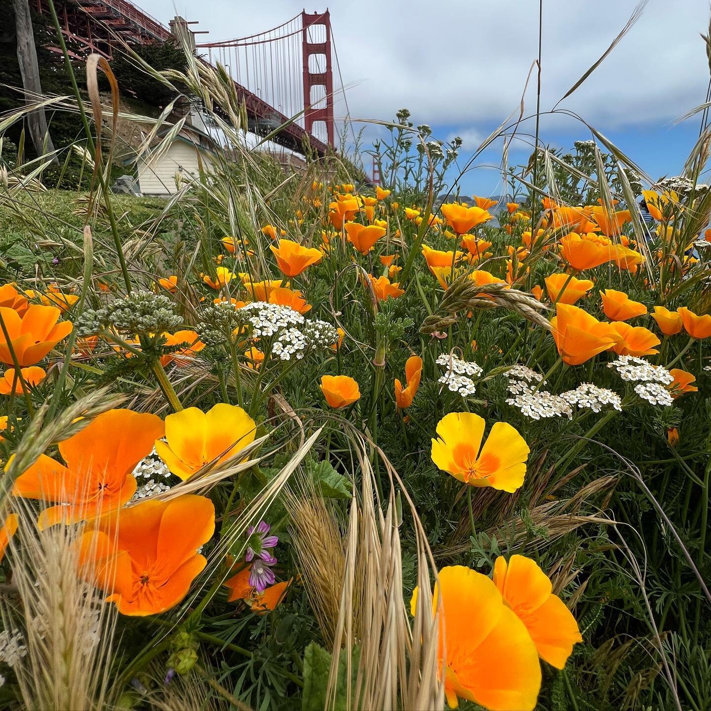 🧡SUPERBLOOM 🧡

&ldquo;[California golden poppies] are of a burning color - not orange, not gold, but if pure gold were liquid and could raise a cream, that golden cream might be like the color of the poppies.&rdquo;
-John Steinbeck, East of Eden
#n