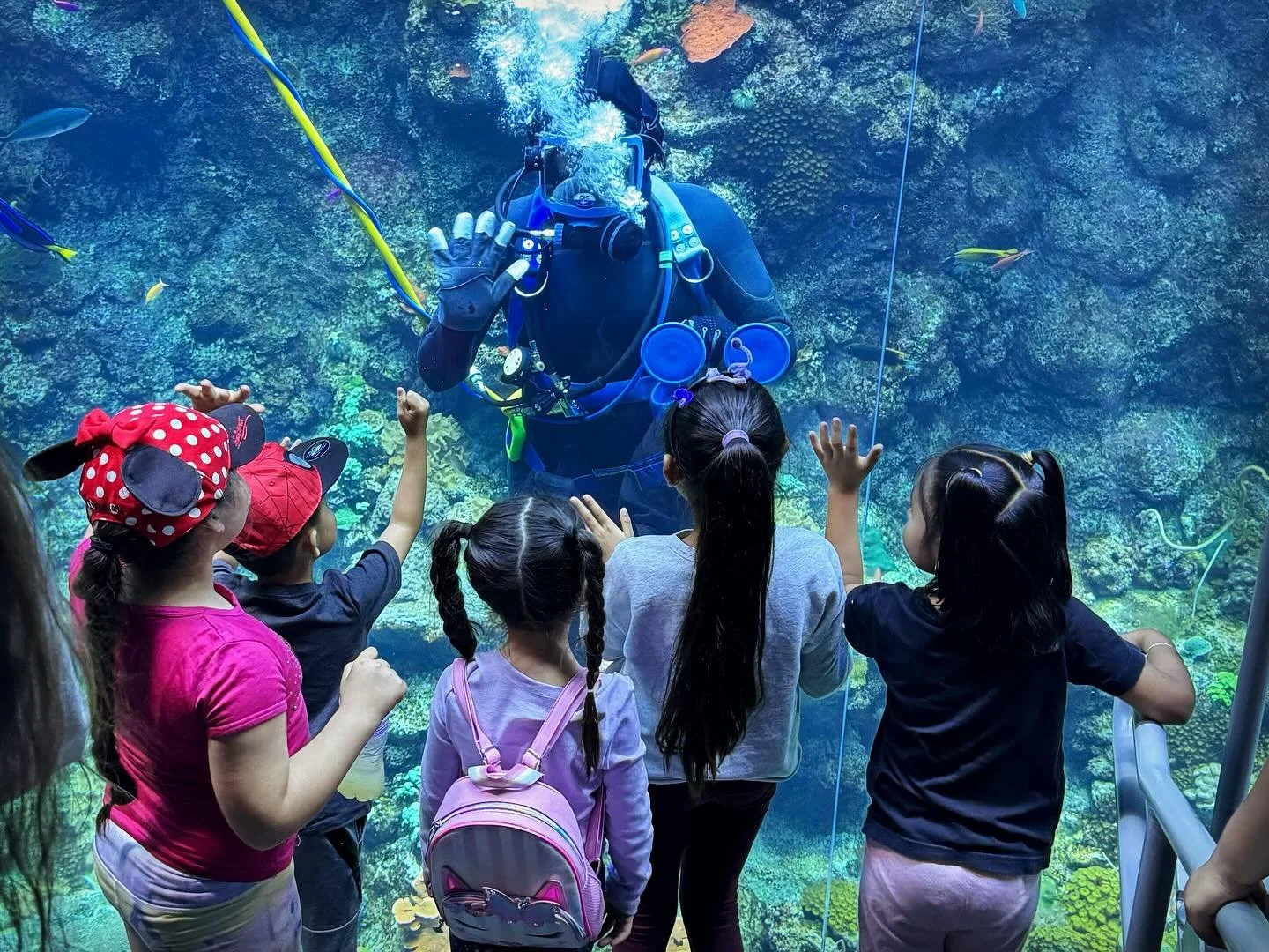 Best part about being a volunteer show diver at the @calacademy are the high fives 💙