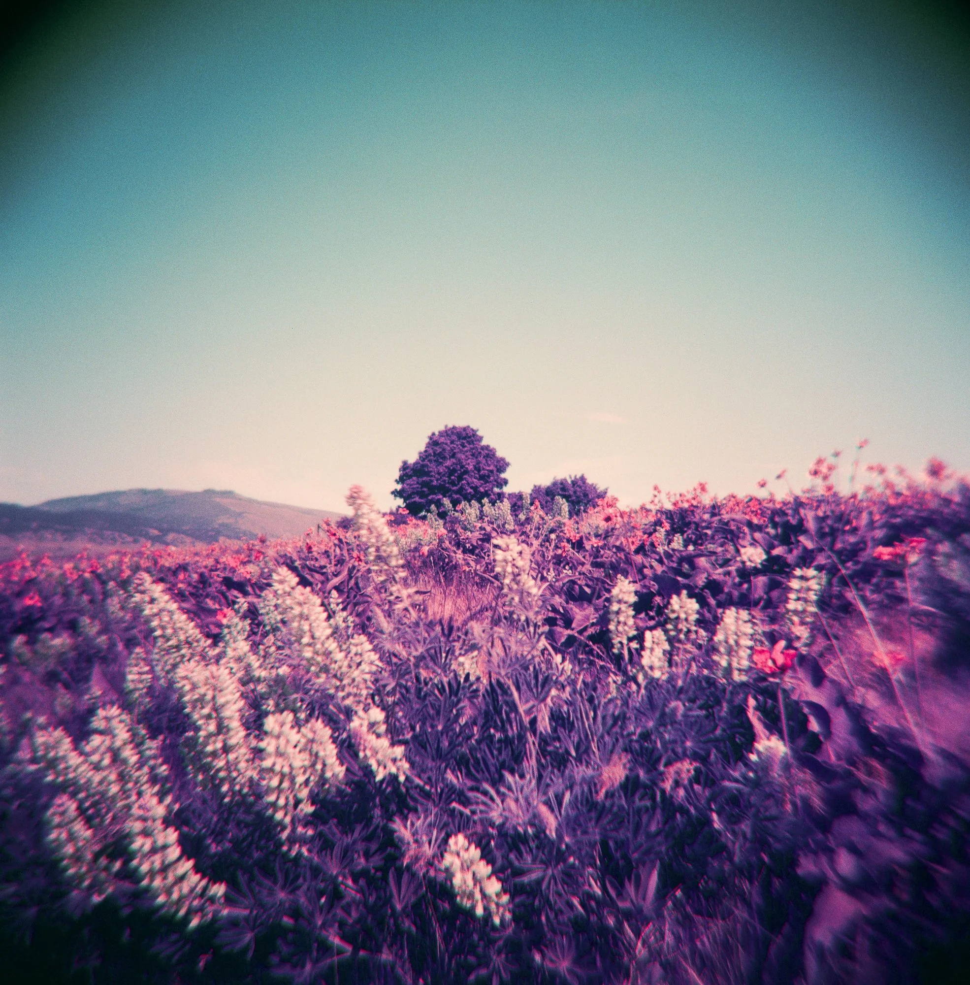 The Violet Drift