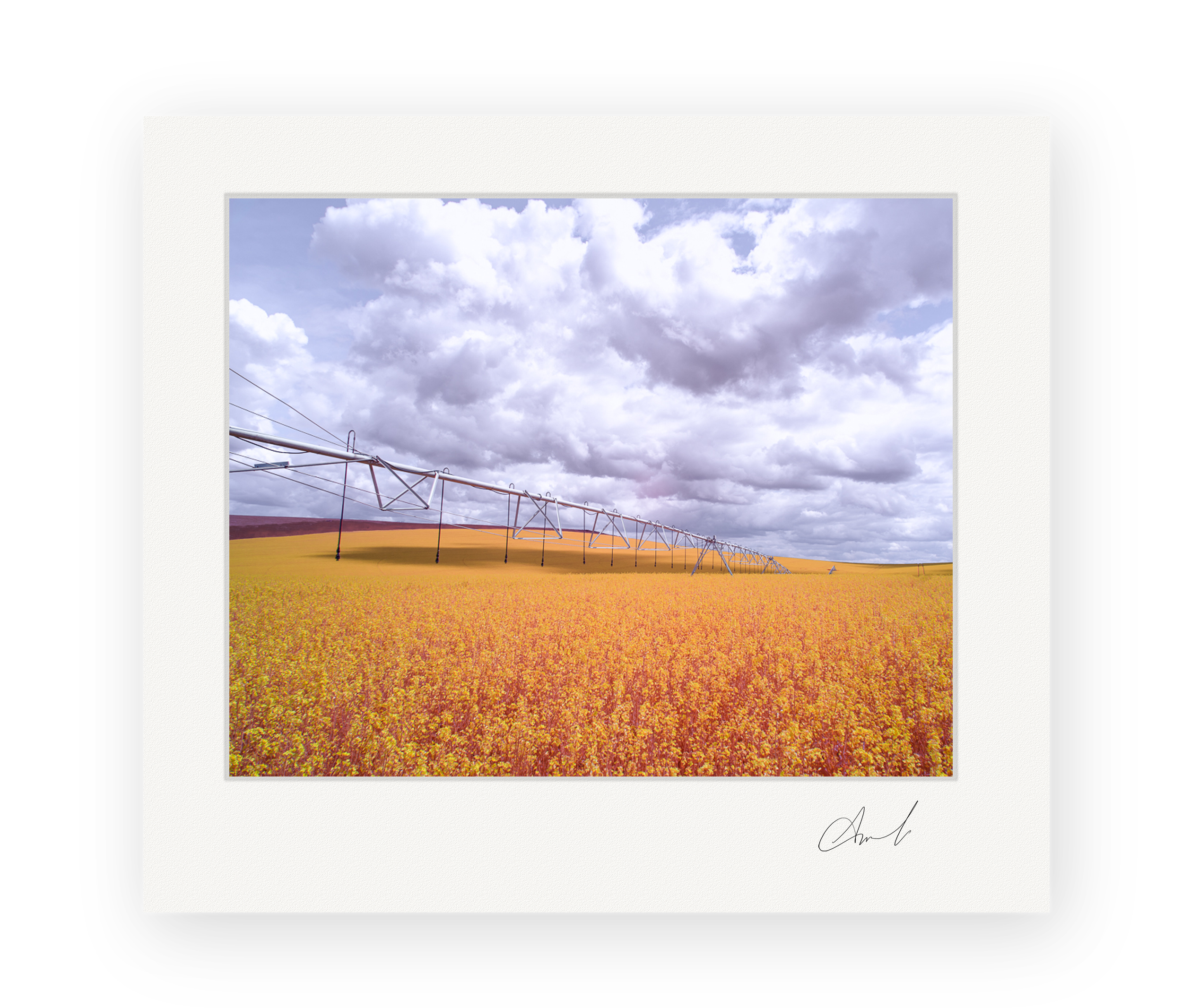 Clouds Over Canola