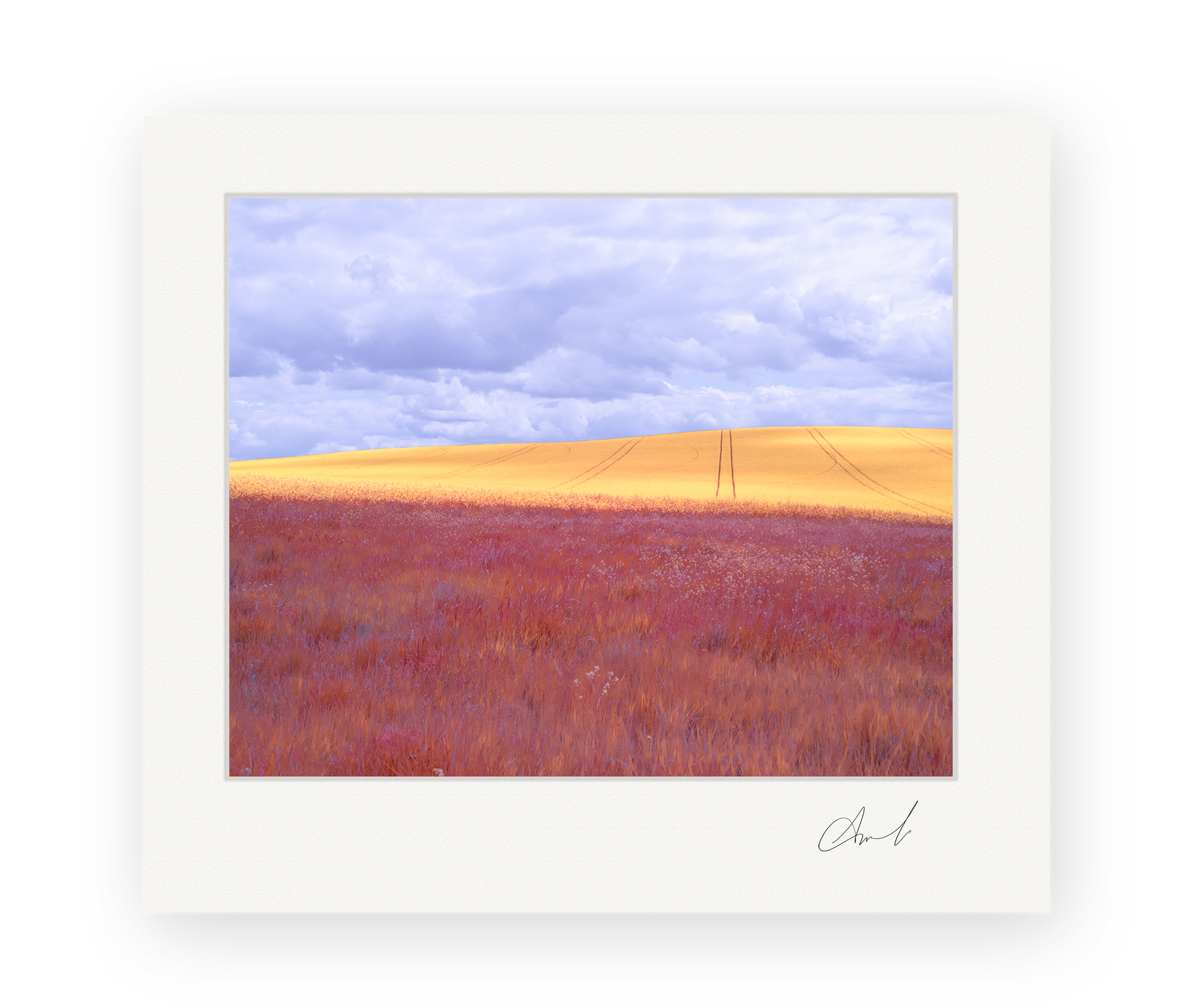 Hillbound Bloom