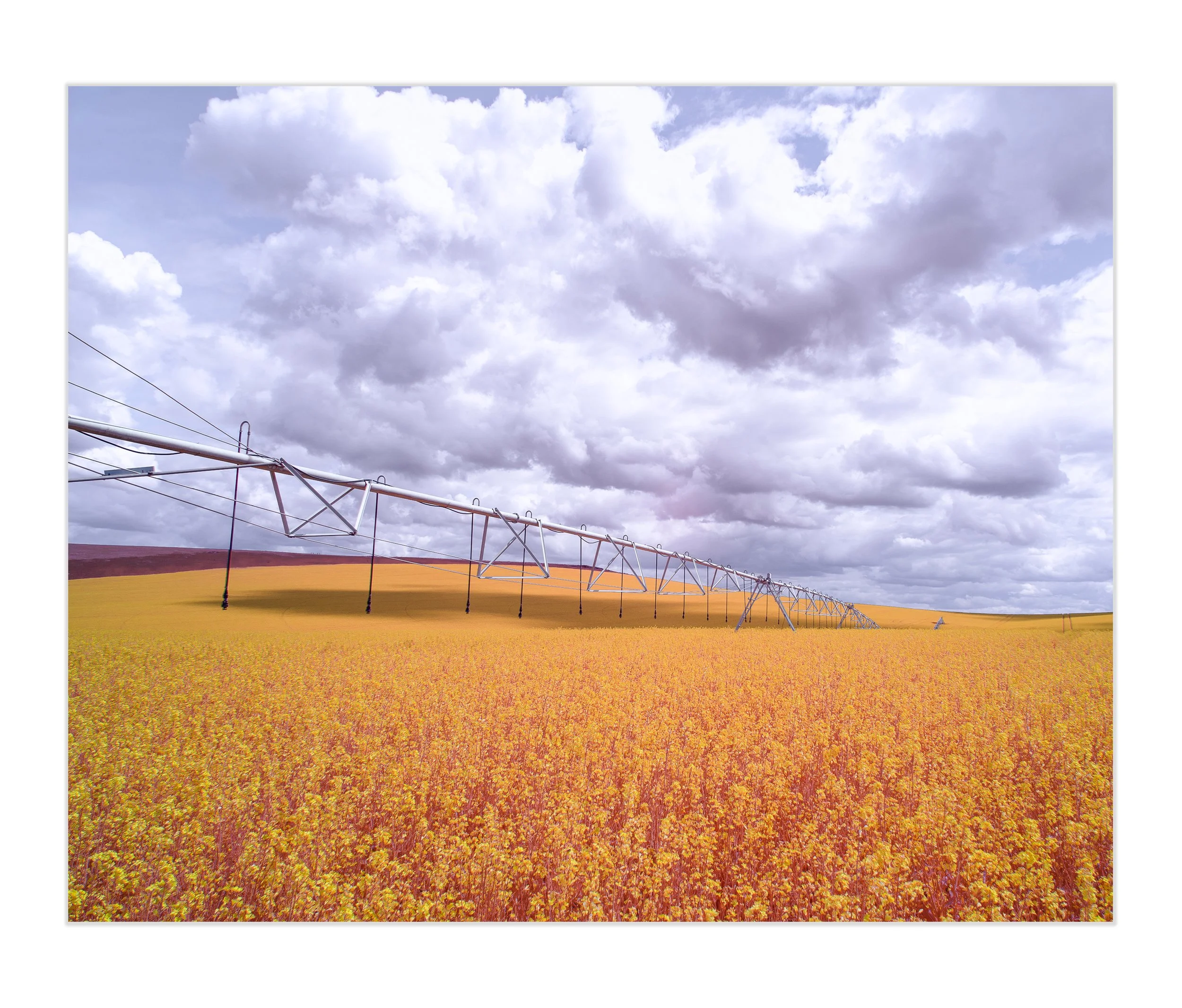 Clouds-Over-Canola-Art Prints.jpg