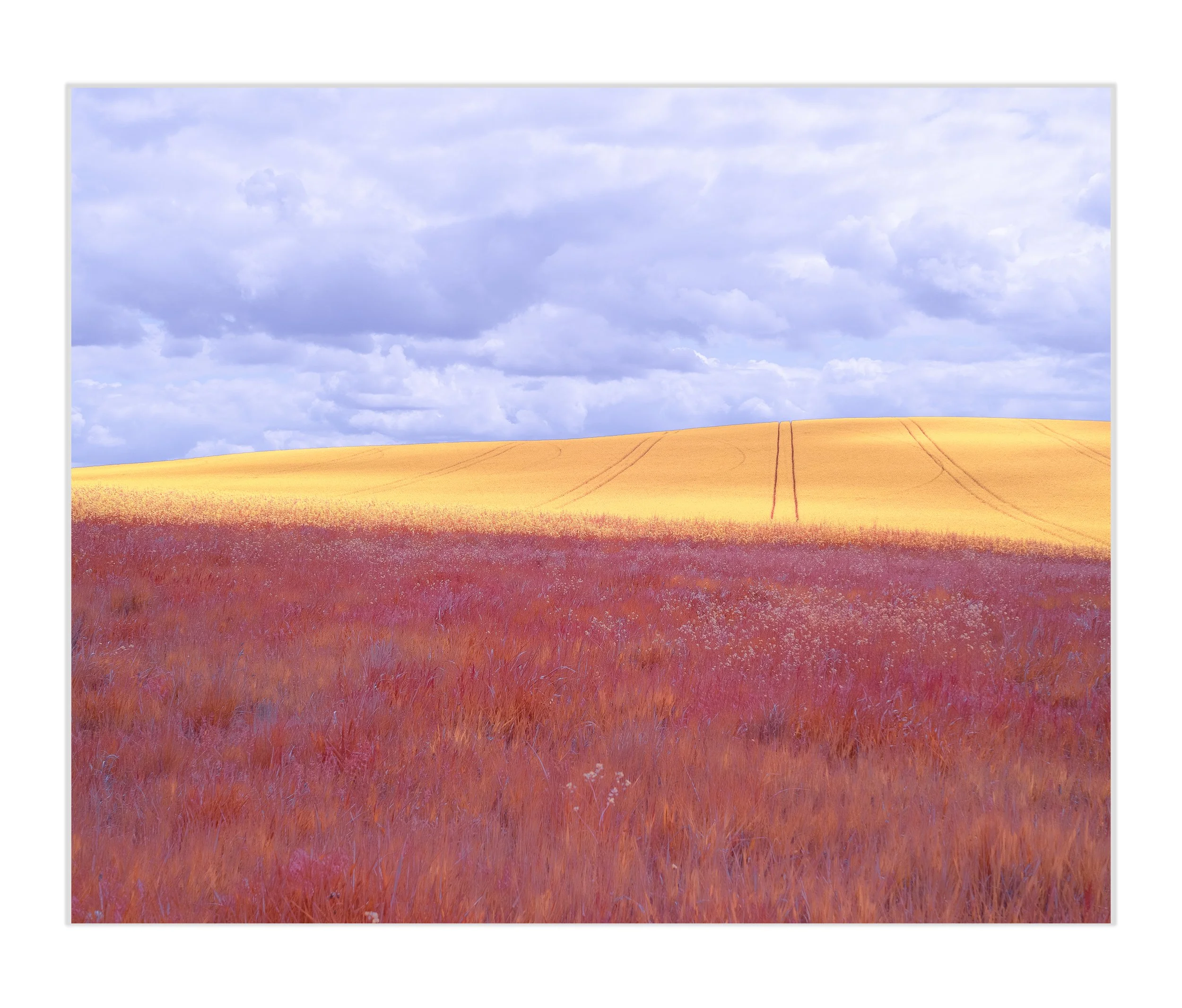 Hillbound-Bloom-Art Prints.jpg