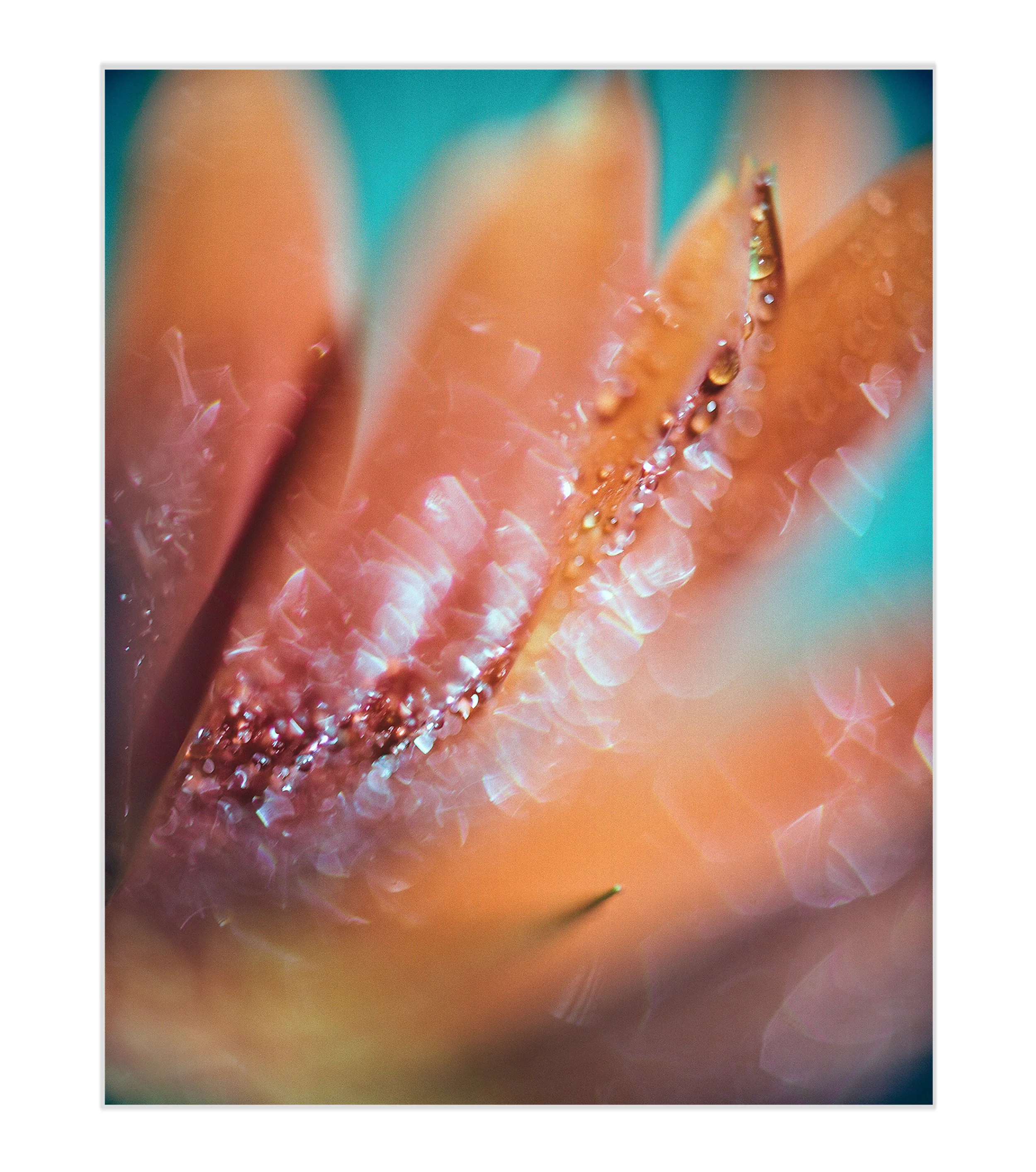 Frozen-in-Emberlight-Art Prints.jpg