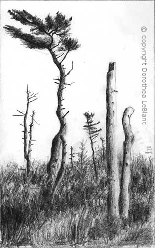 #6 Storm Trees