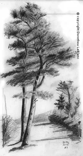 #7 Wind Swept Trees