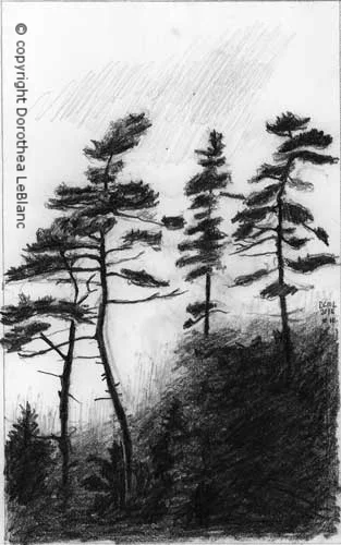 #10 Trees nearing Bridgewater, NS