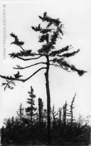 #20 Gangly Tree