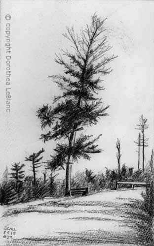 #21 Point Pleasant Park Tree