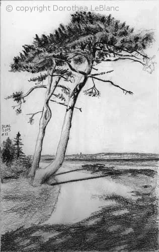 #23 Trees Looking Out to Sea