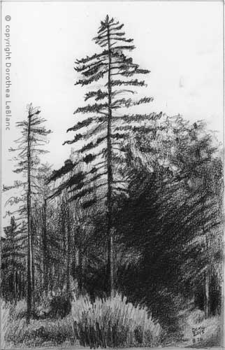 #26 Unassuming Trees
