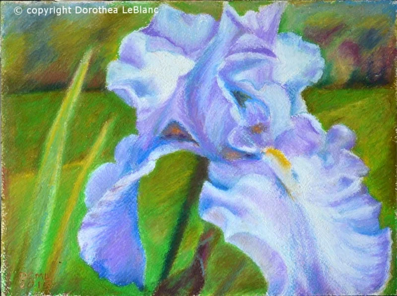 Light-Blue Iris