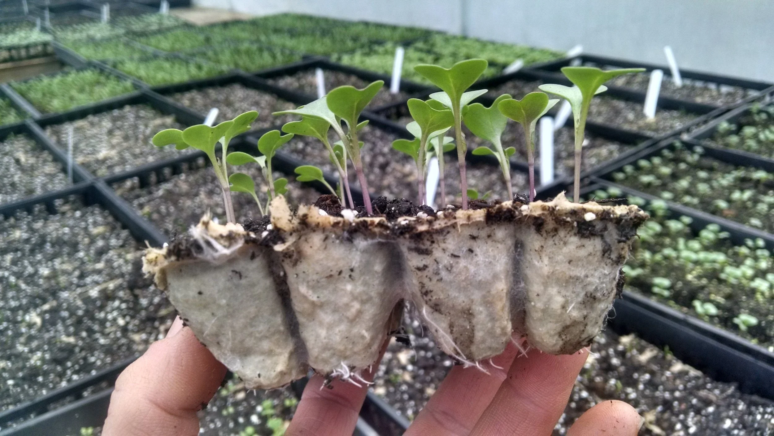 An experiment with making our own paper based seedling trays. Joel made the molds and dips them into a paper slurry one “8 pack” at a time. The starts love them!