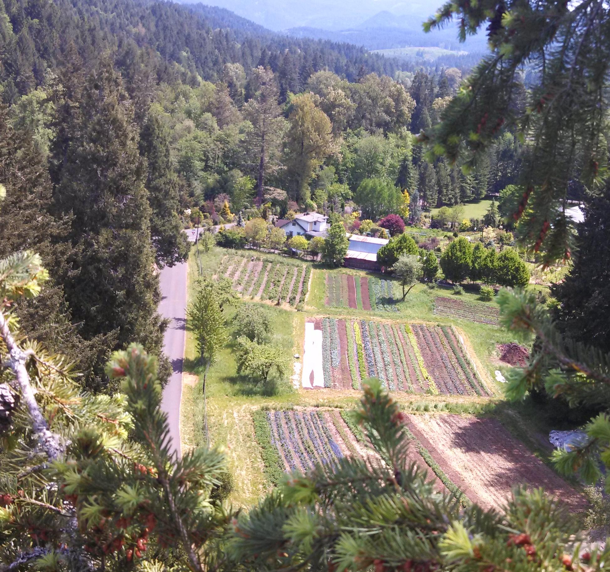 This field holds seven blocks of beds for both vegetables and herbs. There’s a small vineyard in the upper left corner and our wash/pack shed in the bottom right corner, just outside of view.