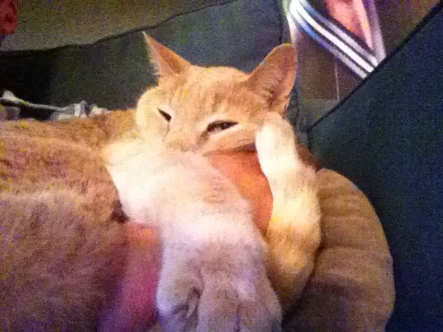 Mr Boo Reference Photo